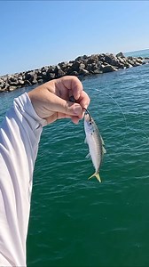 This is What Happens When You Toss THIS at a Rock Jetty!! | Southern Salt Fishing