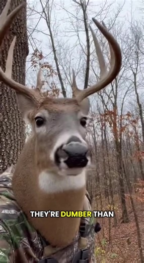 In a parallel universe 😂 🦌 #deer #hunting #hunter #pizza #archery