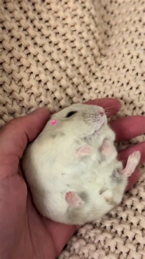 Cute Hamsters Compilation: Adorable Moments