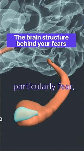 The Amygdala: Fear, Anxiety, Aggression and the Anatomy of Emotion