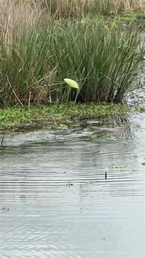 Male alligator wagging his tail during mating season #brazosbendstatepark #alligator #matingseason