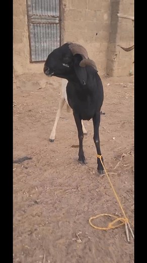 Clean Water, Strong Body 💧 Water is life — never compromise it. Dirty or limited water affects appetite, fertility, and strength. How many times a day do your animals drink clean water?👇 #fblifestyle | Aat Integrated Farm