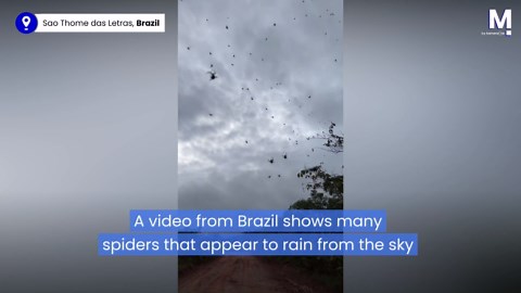 Terrifying video shows spiders falling like rain in Brazil