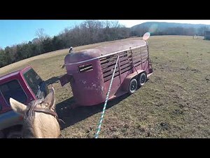 Catching 3 Wild Cows