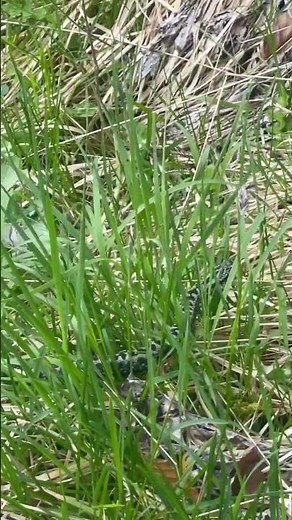 Beautiful and rare Kreuzotter while hiking in the Bavarian mountains #animals #snake #hiking