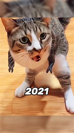Cute cats are famous for being 😍