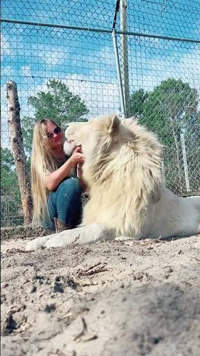 HUGE Lion Cuddles