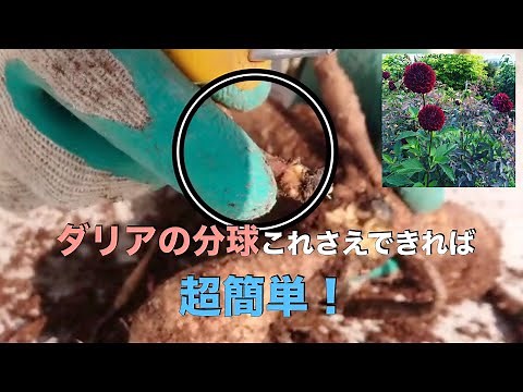 【簡単】分けて増やせる！ダリアの分球のポイントをご紹介します！