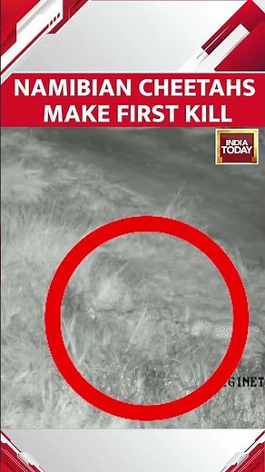 WATCH: Namibian Cheetahs In India Hunt & Make First Kill #shorts #cheetah