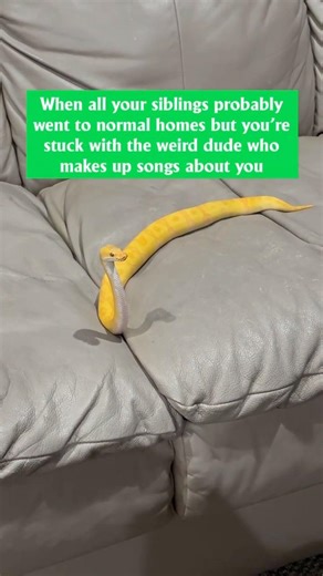 My Ball Python ended up with a very special owner😂🐍