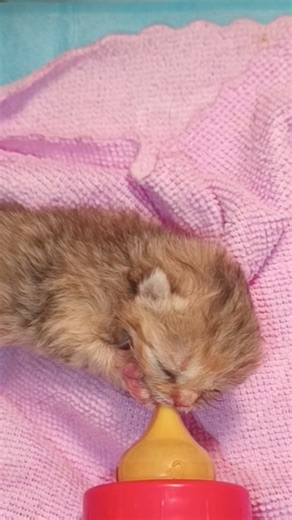 Dolly’s Story — The Little Miracle Dolly wasn’t just any kitten—she was a miracle from the very beginning. During the ultrasound, there was no heartbeat detected, and everyone feared the worst. But the moment she came into the world through C-section, she proved everyone wrong. Against all odds, Dolly was alive. She started life so tiny and fragile, completely dependent on RC milk to survive. Every feeding, every sleepless hour, every gentle touch helped her fight a little harder. And slowly, th