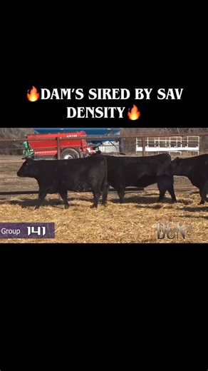 The Legendary SAV Density is sire’ing the Dams of Group 141! Do not miss these! Not many opportunities like this ever! #angus #maternalcattlepaythebills #ranchlife #ranch #angusbulls #angusfemales #angusranch #maternalangusgenetics #performancecattle #maternalgenetics | D and N Livestock