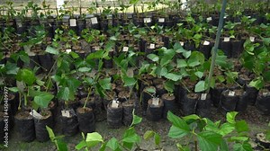 Brazilian Rosewood Pau Rosa tree seedlings in a nursery for reforestation in the amazon rainforest. Concept of environment, ecology, biodiversity, Aniba rosaeodora, bioeconomy, conservation, nature.