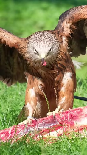 Eagle Eating Meat Wincent h9y0b #bird #nature #wildlife | HAWI Studios