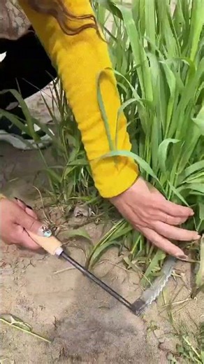 Rural Farmer #countrylife #satisfying #farmlife #agriculture # 101210