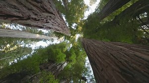 Explore California’s sky-high redwoods with stunning drone views