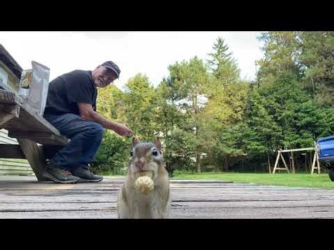Chipmunk eating out of my hand ‪@robertsmith8572‬