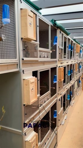 Breeding facility for neophema - Zařízení pro neofémy 🦜🕊️ #facility #cage #room #neophema #parrot | Papač Parrots