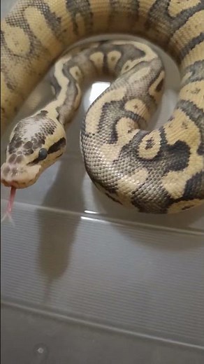 Superfly Chocolate Ball Python Morph Showcase | Stunning Designer Snake!