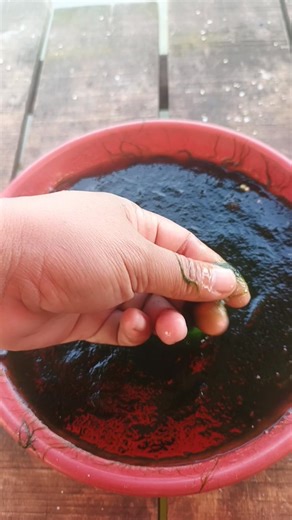 Cara mudah pasang lumut untuk mancing ikan nila | Yayat Giriwil