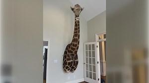 Man Tries To Rob Store With Palm Tree Frond