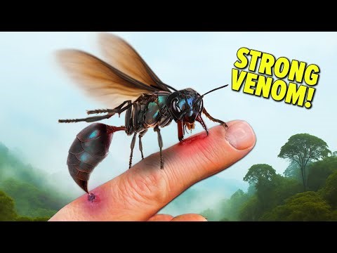 Stung by South America's Most Dangerous Wasp!