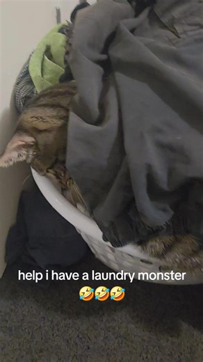 Laundry Monsters: The Mischief of Cats