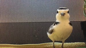 2K views · 214 reactions | Enjoy this quiet moment with the Snowy Plover currently in our care, and keep an eye out for more updates on the patient in the future! Video by Isabel Luevano | International Bird Rescue | Facebook