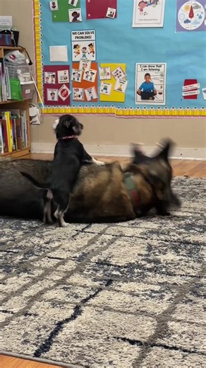 Explore the Adventures of Douglas the Dog