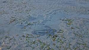 Sea Cucumbers Live On Sand Sea Stock Footage Video (100% Royalty-free) 3513385101 | Shutterstock