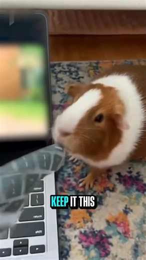 Mr Evil Hamster 🫩 #guineapig #keyboard #employment