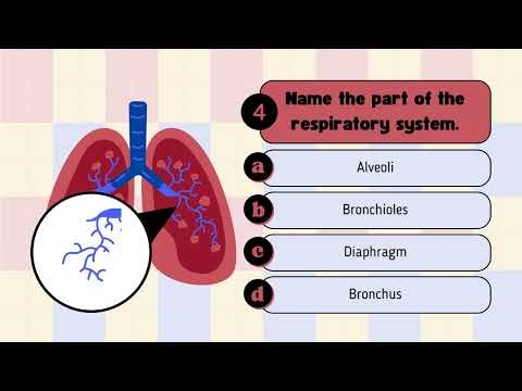 Human Respiratory System Quiz | Test Your Knowledge on How We Breathe