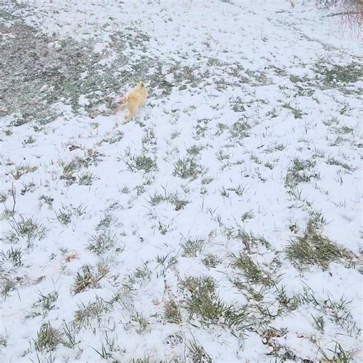 We want Spring back!! | Joyful Rescues