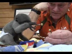 Baby Diego: the update