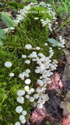 Гриби Marasmius rotula на мертвій деревині #nature #ліс #гриби #fungi