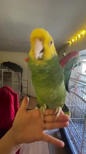 This is Kreis Training aka Circle training I talk in my book. All my beautiful babies can do this. This is the pre-requisite for outdoor free flying! Faith, Destiny, Hope and Star doing Kreis Training in this video. If you want to know more about me book #howtotrainyourparrot #carolinvonpetzholdt @carolinvonpetzholdt watch my YouTube channel. Link in Bio ❤️ #freeflyingparrots #freeflying #freeflighttraining #freeflight #freeflyingbirds #freefly #freeflymacaw #freeflymacaws #freeflightparrot #pet