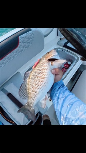 Catching big mangrove snapper #fishing #florida #fish