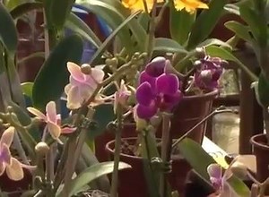 42K views · 956 reactions | COMO FAZER MUDA DE ORQUÍDEAS A PARTIR DE...