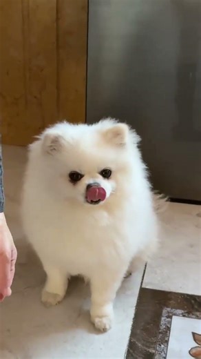 Quick & Tasty Treats for Pomeranians - Instant Delight