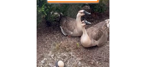 This snake took an egg and no one expected what happened next