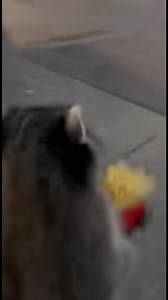 Mapache y su Robo de Comida Un mapache con un gusto por la comida rápida hace una escapada rápida. #fblifestyle #AI Generated using Kling AI . . . (Sólo con fines de entretenimiento. Consulte a profesionales si se presentan orientaciones sobre actividades. Si se muestra alguna marca, no implica ninguna afiliación. Si se inspiran en hechos reales, pueden incluirse adaptaciones creativas. El contenido puede incluir imágenes públicas.) | Fabiosa Diario
