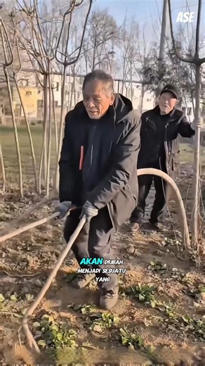 Cara Aneh Kakek Ini Menunggangi Pohon Sebelum Dijadikan Alat Petani
