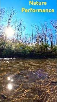 15 Beautiful 4K short videos of Nature sights and sounds in one minute. #youtube #nature #shortvideo