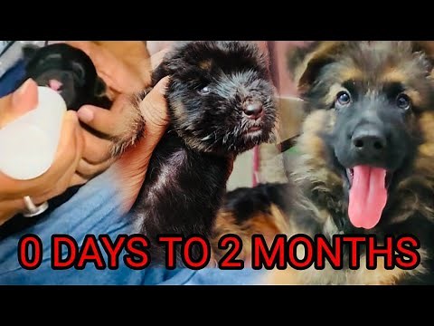 German Shepherd Puppy Growing From Day 0 to 2 Months