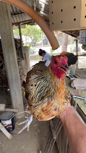 Champion Philippine Gamefowl Breeder Insights