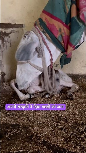 अपनी संस्कृति ने दिया बछड़ी को जन्म #cow #viral #trending #shortvideo