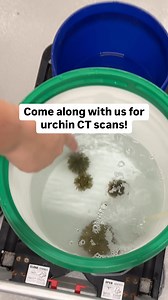 URCHIN to see some more BTS content? 🩻 Join us for some pincushion urchin CT scans! A few new urchins have taken residence at the Aquarium, and Dr. Jamie and Aquarist Kerry recorded some baseline health data on these echinoderms (that's the group of marine invertebrates this species belongs to). DYK: Our CT machine and surgical suite are in guest view, meaning you may see animal care in action during your visit 👀 Stop by today for an up-close look (and then meet these urchins in person at the 