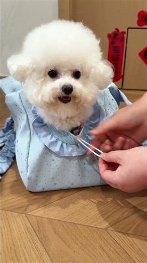 Perfect Pet Backpack for Small Dogs 🐶#Shorts #DogBackpack #PetCarrier
