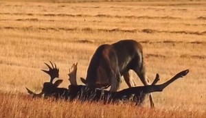 Two Big Bull Moose Smack Paddles In Fight To The Death