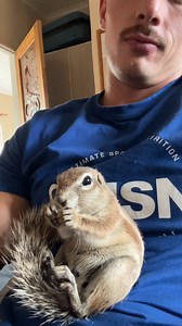 Hansie the Cape Ground Squirrel is living life! 🥰 #squirrel #adorable #cute #wildlife #animallover | Ruben Namibia
